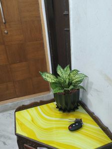 Indoor Plant in Black Pot