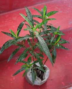 Justicia pectoralis plant 🌵