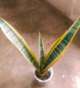 Total 6 Variety Snake Airpurifying Plant