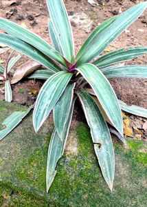 Tri Colour Oyster Plant