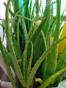 Alovera Live Plants