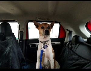 Pet Car Seat Cover