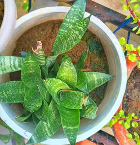 Combo Plant
