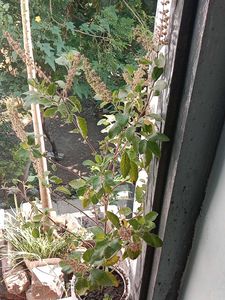 Holy Basil (Tulsi) Seeds