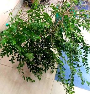 Henna Plant