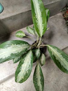 Indoor Plant Duo offer