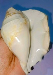 Pooja Shank Or Seashell