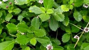 💯 Best LeafFor Dandruff100Results(Lippianodiflora