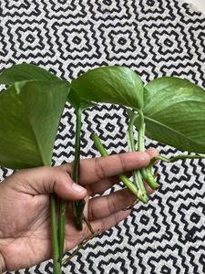 Money Plant Marble Pothos