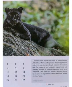 2024 Calendar For Animal Lovers