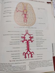 Anatomy And Physiology Textbooks Combo