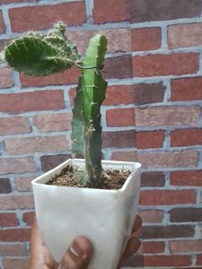 Dragon Fruit Plant Without Pot