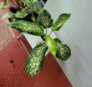 Pack 2 Kumuban Guava &amp; syngonium Plants