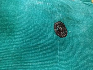 Sea Green Color Saree