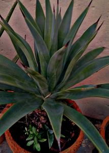Combo Of 7 Air Purifier Plants