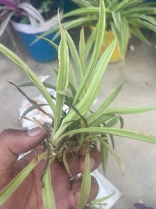 2 Jade Plant 2 Spider Plant Money Plant Snake Plant Combo
