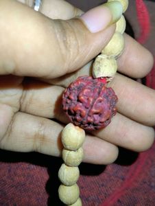 Rudraksha (Panchamukhi)