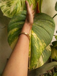 Big Size Leaf Money Plant Cutting