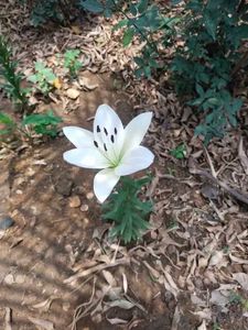 Aciatic lily 5 Plants