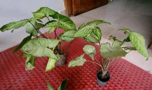 Set 3 Arrowhead &amp; Dracaena Dragon Plants