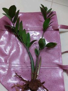 Air Purifying ZZ Plant