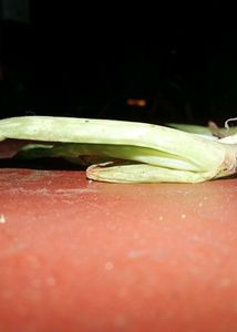 Aloevera Plants (6 Plants)