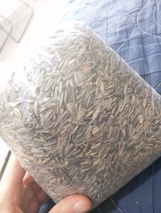 Sunflower Seeds 🌻🌻🌻🌻🌻