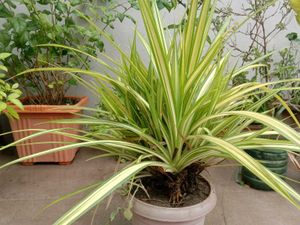 Spider Plant in Concrete Pot