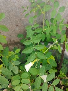 Sangu Poo White 3 Live Plant