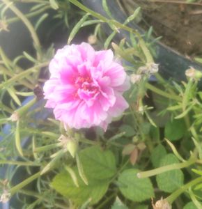 Portulaca Moss Rose Plant variegated and yellow