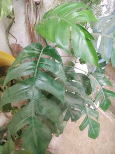Permanent Showing Plant With Root