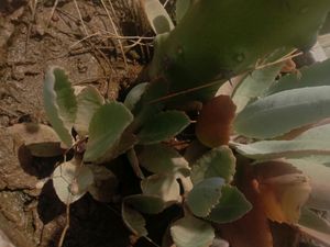 Patharchurn Plant Miracle Leaf For Kidney stones