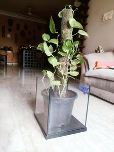 Multi Use Box With Lid