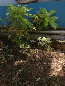 2 Curry Leaf Plants Small