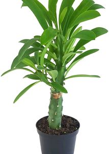 Euphorbia Neriifolia (Indian Spurge)