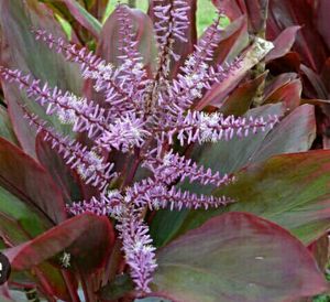 Pack 2 Moses in the Cradle &amp; Dracaena RubyHeal