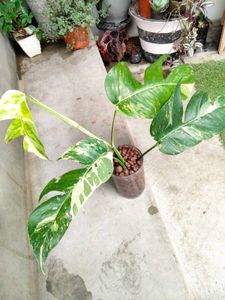 Varigated Epiprenum