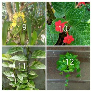 you can select 10 Live root plants