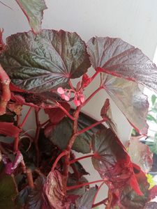 Red Begonia Cuttings