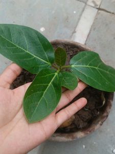 air purifier plants