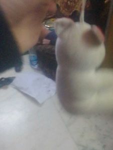 Cute Teddy Bear Plush Toy