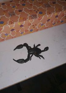 Black Scorpion Showpiece Specimen Room Decor