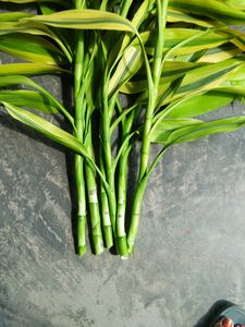 Six Lucky Bamboo Stick 2ft