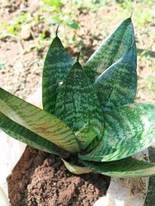 Dwarf Snake Plant