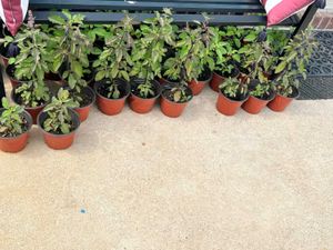 Tulsi Plant