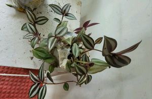 Set 2 Nevenever &amp; Zabronic Plants🌵