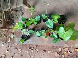 10 Plants