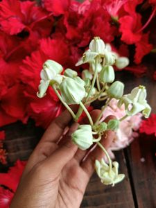 22 Steam Of Flowers 🌺🌹 combo