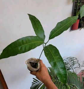 Set 2 Big Mango &amp; SYNGONIUM WENDLANDII Plants