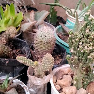 Assorted Combo Offer (15 Varieties)